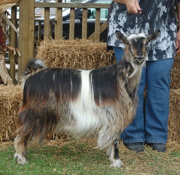 Springs Run Brighton