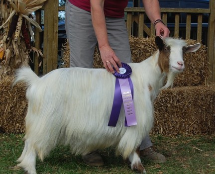 Westwind Acres Lilly