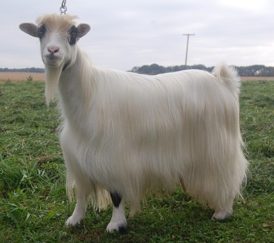 Westwind Acres Pascal