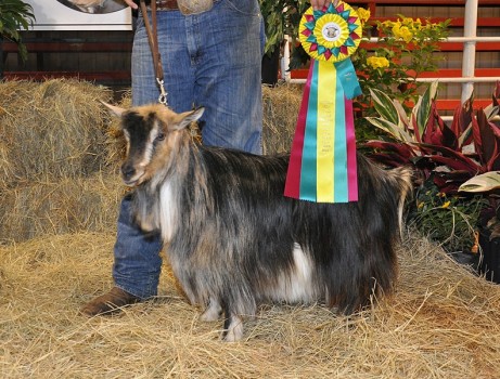 Bells Goats Pricilla