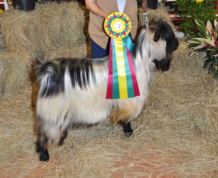 Cozy Acres Idaho Spud