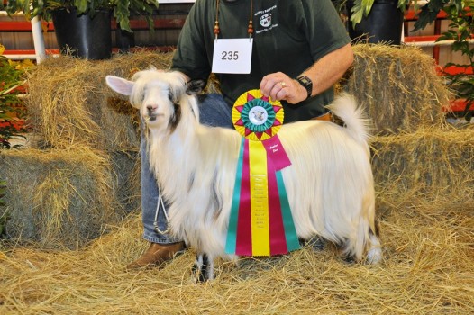 Flying J Contessa,  Reserve Grand Champion Bluebonnet Show 2015 FJF