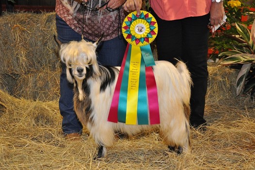 Flying J Dream Maker