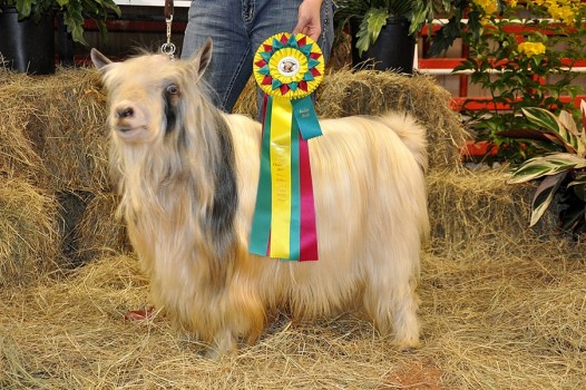 Flying J Fainter UT Shooter