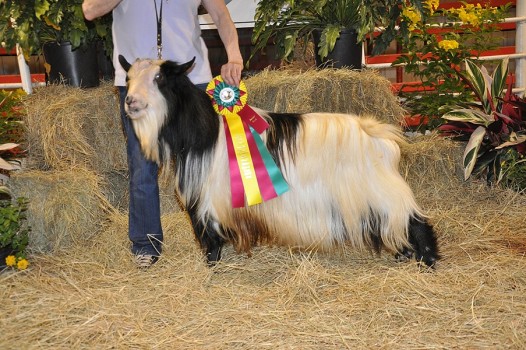 Hobby Hills Ready to Rock