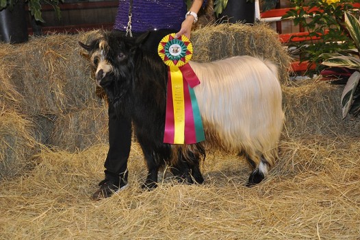 Hobby Hills Winchester