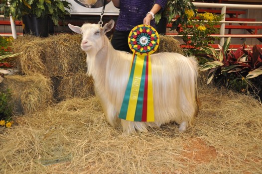 MCH Hobby Hills Margo