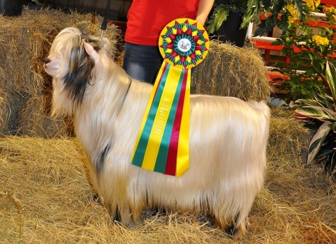 Randolph's Hemingway