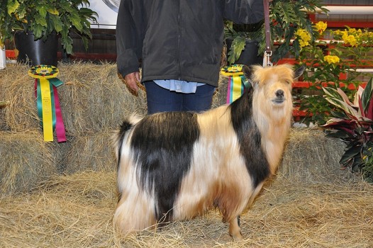 Sol-Orr's Sweet Nate