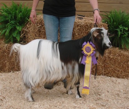 Flying J Flash Forward