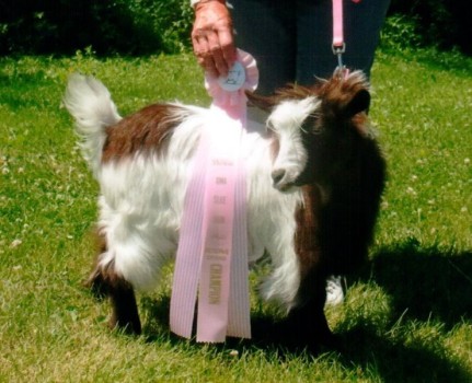 Bells Goats Mercadies