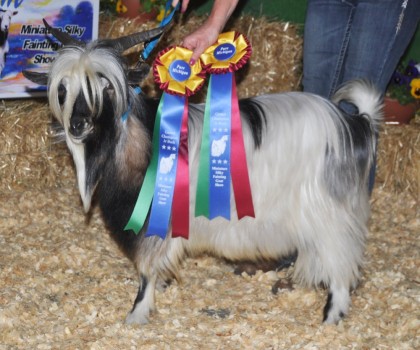 In The Loop's Cornelius