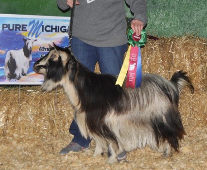 Minikinland's Hadasah