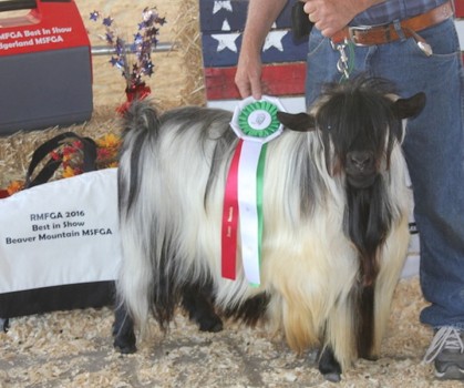 Cozy Acres IDaho Spud