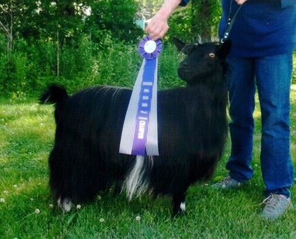 Minikinland's Behold The Lily2