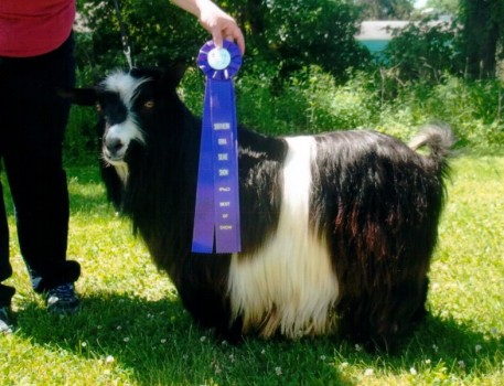 Minikinland's Theophilus