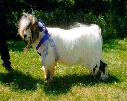 Pepper Creek I'm Sensational