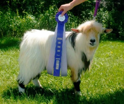 Randolph's Imapistol