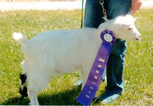 Triple A Acres Prince Felix