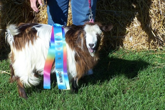 Bells Goats Mercadies