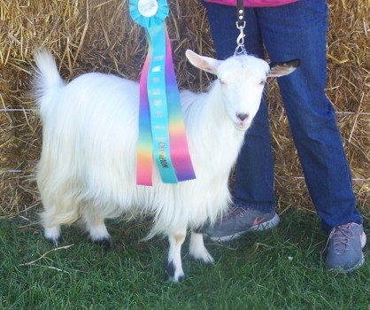 Hobby Hills All That Glitters