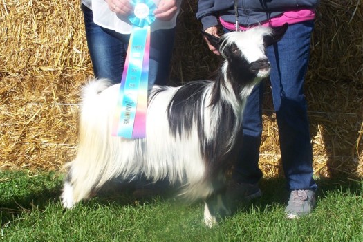 Hobby Hills Whisper In My Ear