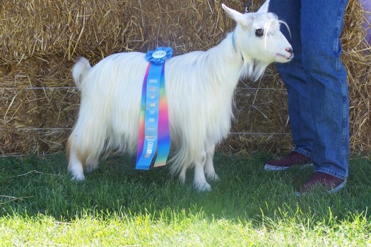 Luminary's Lily White