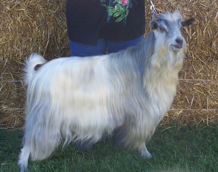 Nazworthy Acres Clyde