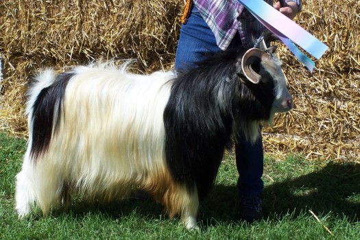 Pepper Creek Valentino