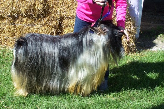 MCH Hobby Hills Remington