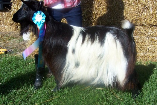 Westwind Acres Celtic Rose