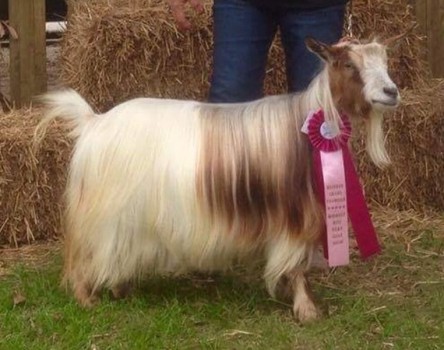 reserve-senior-doe-show2