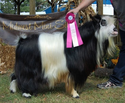 reserve-senior-buckshow1