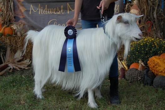 best-wether-in-show1