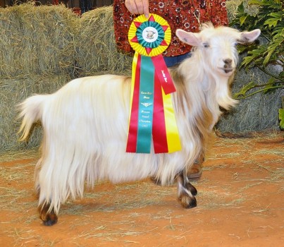 Flying J Secret Passion 