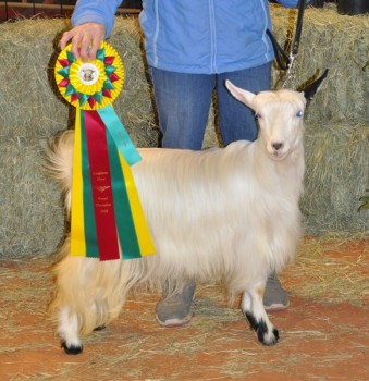 Hobby Hills All That Glitters