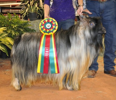 MCH Hobby Hills Remington