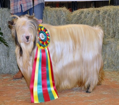 MCH Randolph's Hemingway