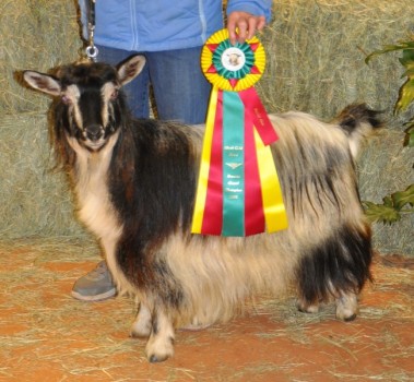 Minikinlands' Hadasah