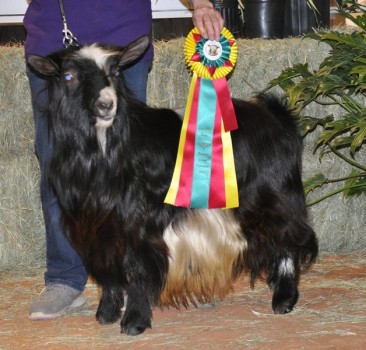 Minikinlands' Theophilus