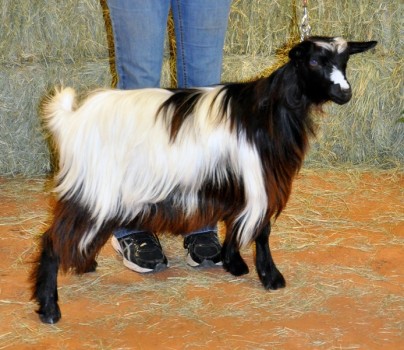 Randolph's Jazzy Girl