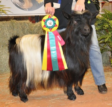 Westwind Acres Marlin